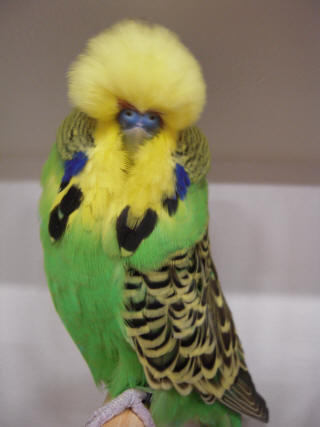 Japanese budgerigar sales